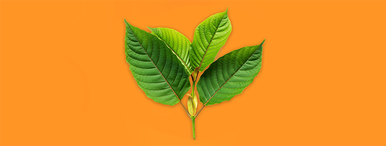 Листья кратома (Мitragyna speciosa)